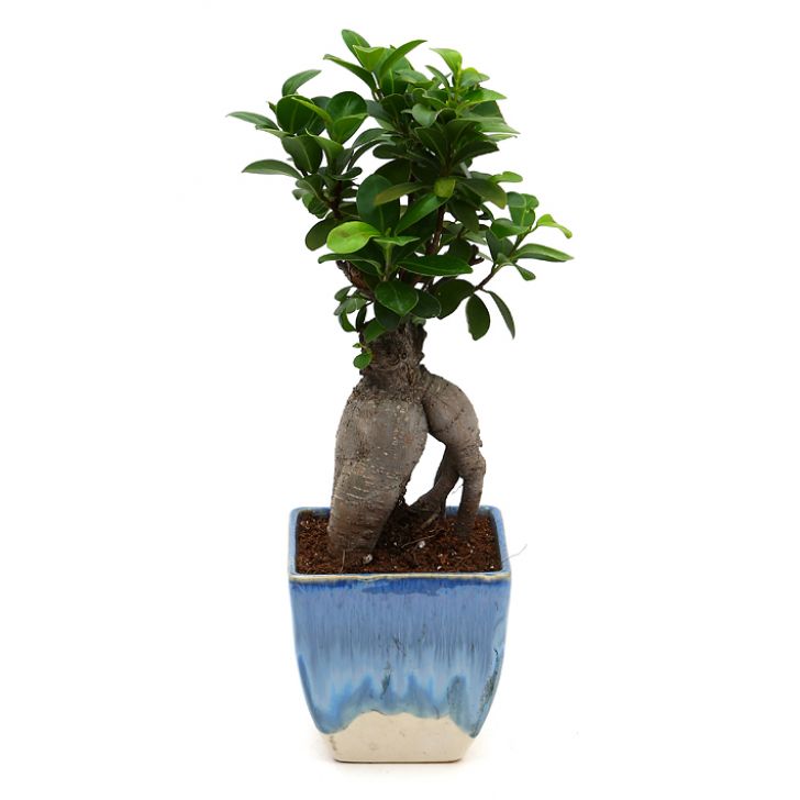 Ficus Bonsai with Dual Color Ceramic Planter I Live Ficus Bonsai Tree