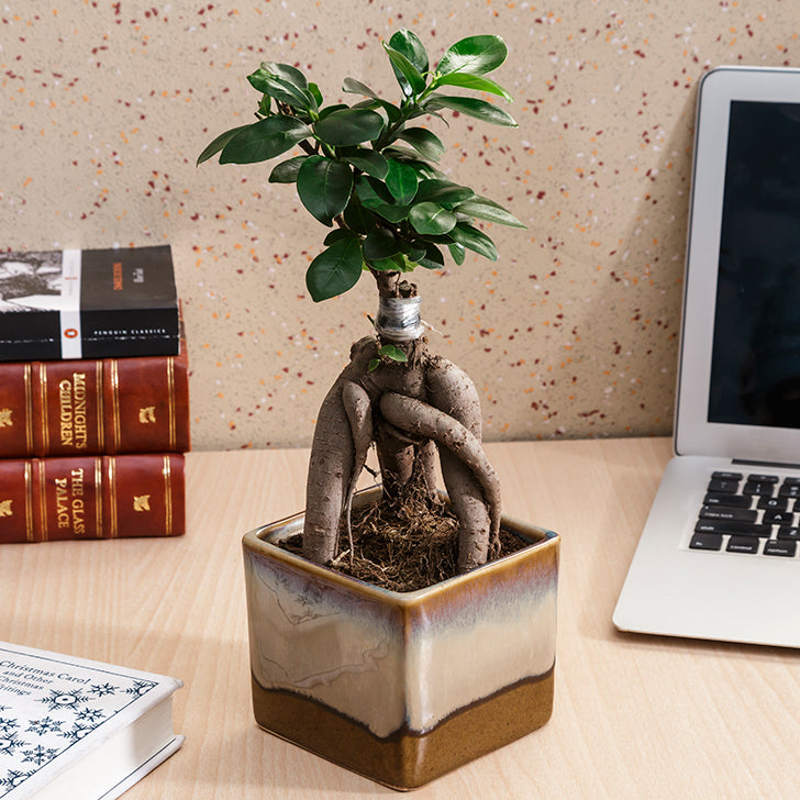 Ficus Bonsai with Dual Color Ceramic Planter I Live Ficus Bonsai Tree