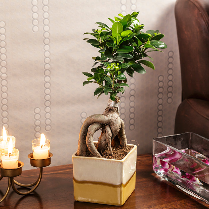 Ficus Bonsai with Dual Color Ceramic Planter I Live Ficus Bonsai Tree