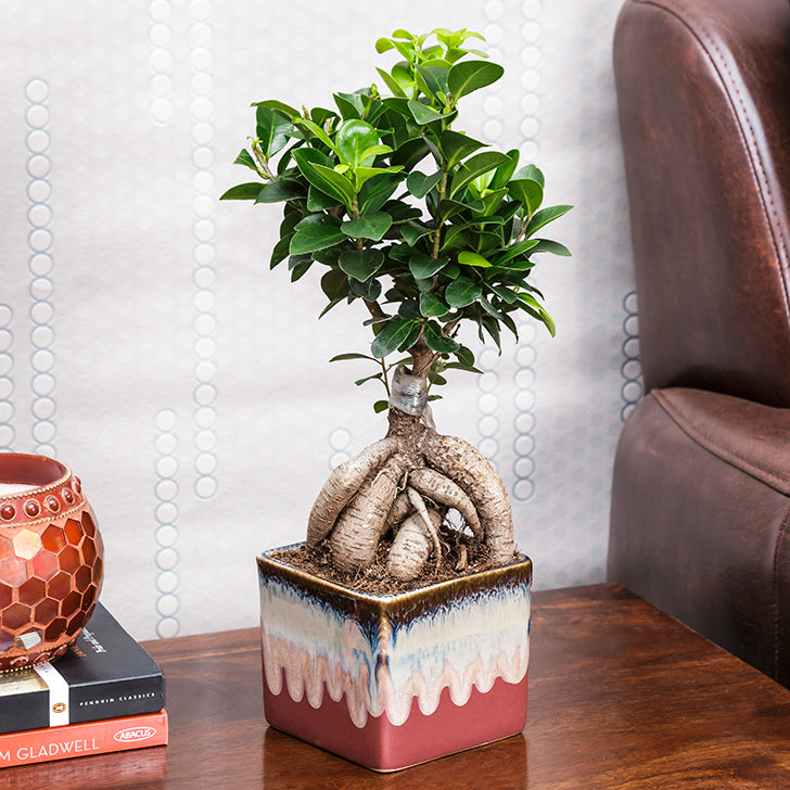 Exotic Green Combo of Grafted Ficus Bonsai Plant with Rakhi Special Pack I Rakhi Combo Pack with Cadbury Chocolates I Special Gift Pack For Rakhi