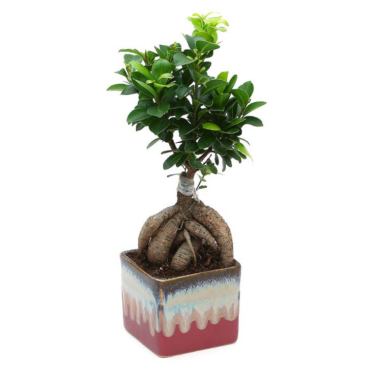Exotic Green Diwali Gift Combo of Live Ficus Bonsai Plant in Handglazed English Ceramic Pot I Diwali Gift I Diwali Gift Combo