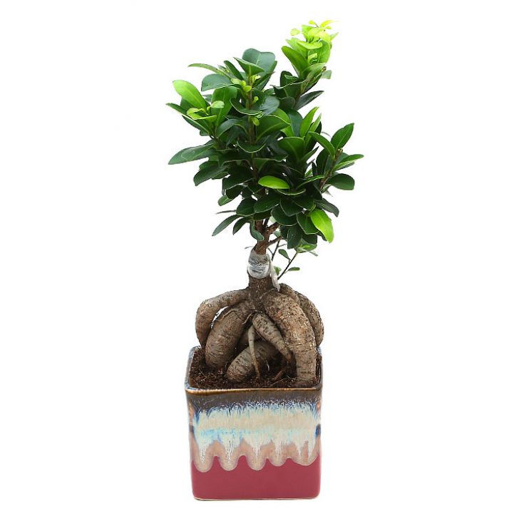 Exotic Green Combo of Grafted Ficus Bonsai Plant with Rakhi Special Pack I Rakhi Combo Pack with Cadbury Chocolates I Special Gift Pack For Rakhi