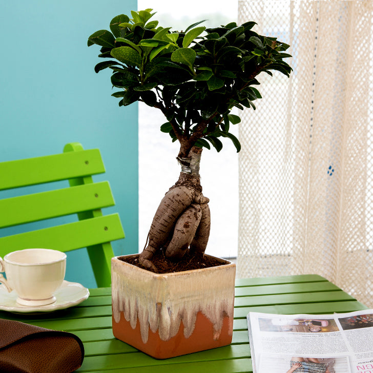 Ficus Bonsai with Dual Color Ceramic Planter I Live Ficus Bonsai Tree