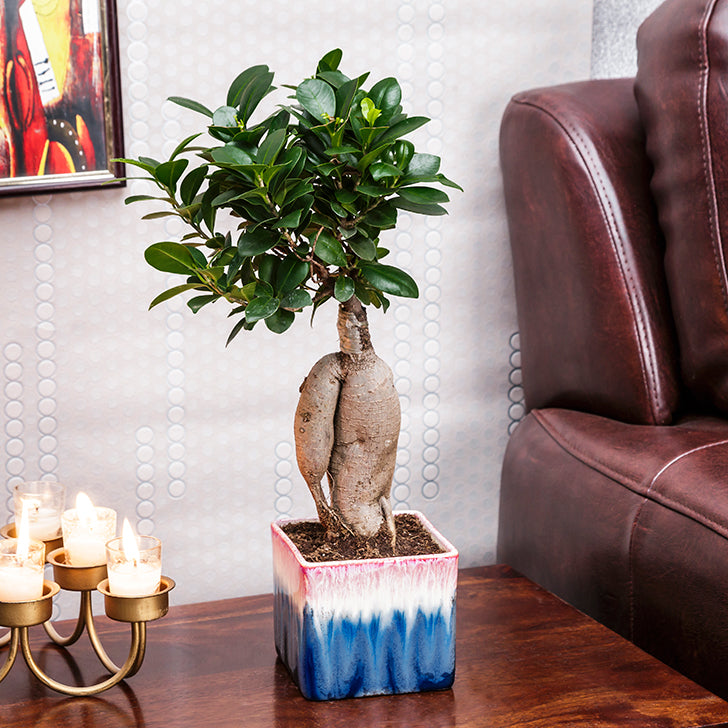 Ficus Bonsai with Dual Color Ceramic Planter I Live Ficus Bonsai Tree