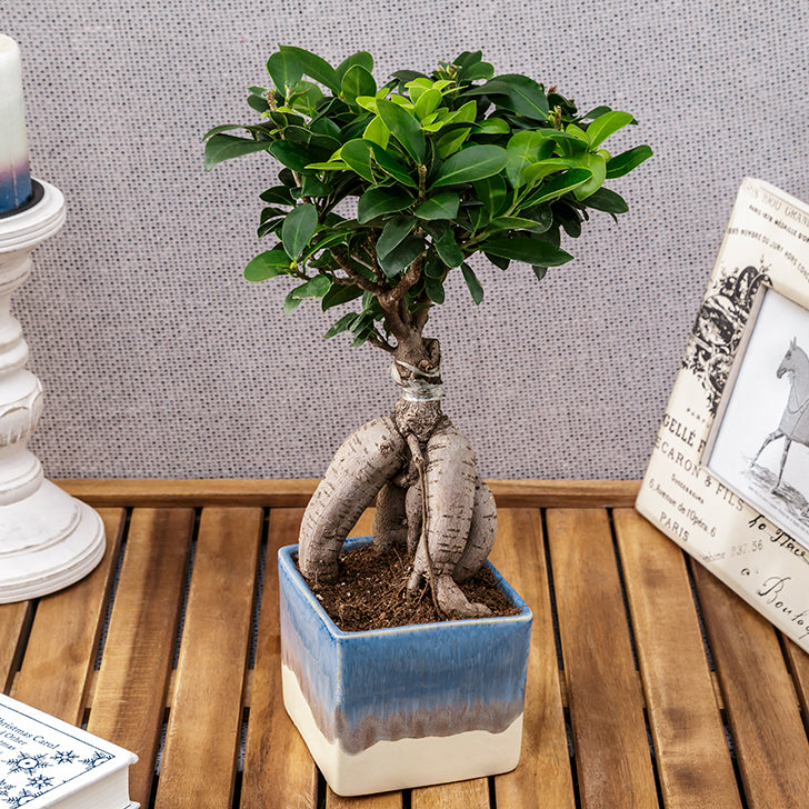 Ficus Bonsai with Dual Color Ceramic Planter I Live Ficus Bonsai Tree