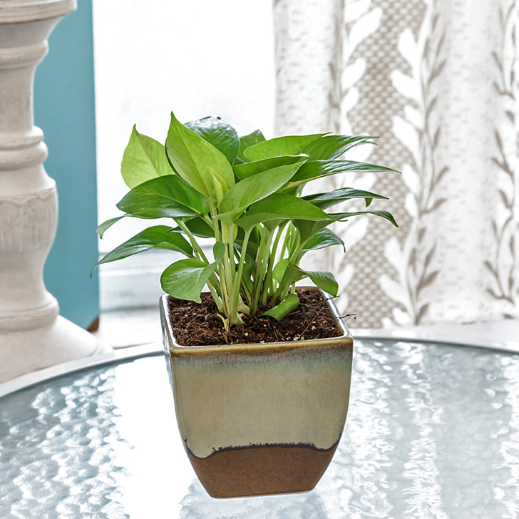 Exotic Green Air Purifying & Oxygen Indoor Golden Pothos Plant with White & Blue Ceramic Pot