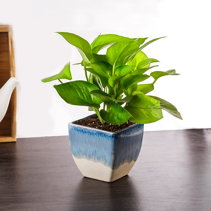 Exotic Green Combo Pack of Indoor Air Purifying Indoor Golden Pothos Plant with Handglazed Ceramic Pot Rakhi Special Pack I Rakhi Combo Pack with Cadbury Chocolates I Special Gift Pack For Rakhi