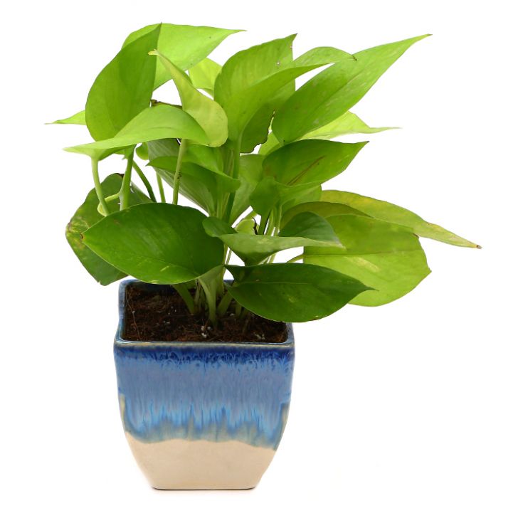 Exotic Green Combo Pack of Indoor Air Purifying Indoor Golden Pothos Plant with Handglazed Ceramic Pot Rakhi Special Pack I Rakhi Combo Pack with Cadbury Chocolates I Special Gift Pack For Rakhi