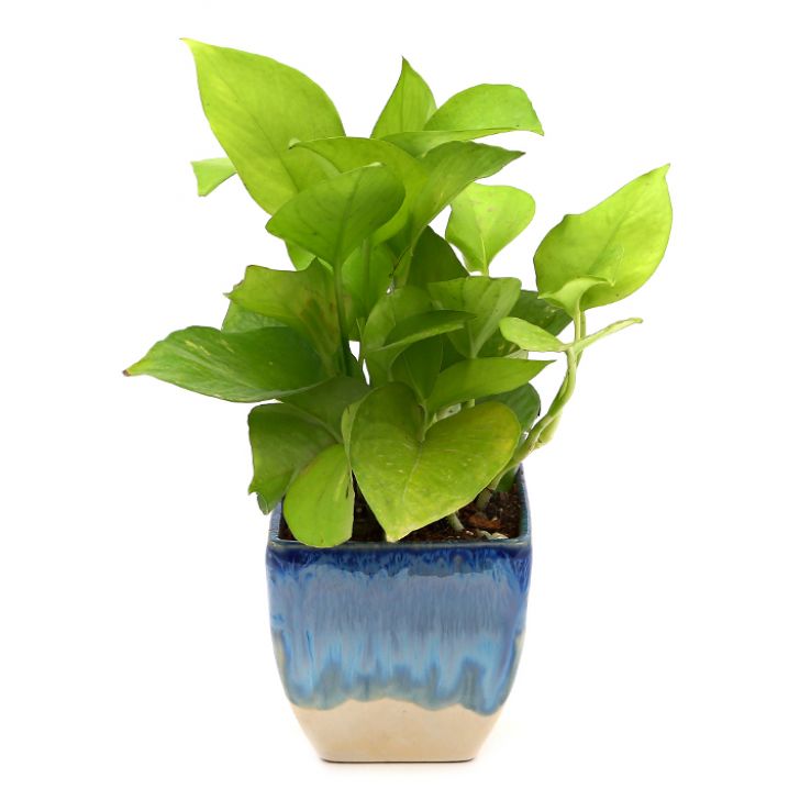 Exotic Green Combo Pack of Indoor Air Purifying Indoor Golden Pothos Plant with Handglazed Ceramic Pot Rakhi Special Pack I Rakhi Combo Pack with Cadbury Chocolates I Special Gift Pack For Rakhi