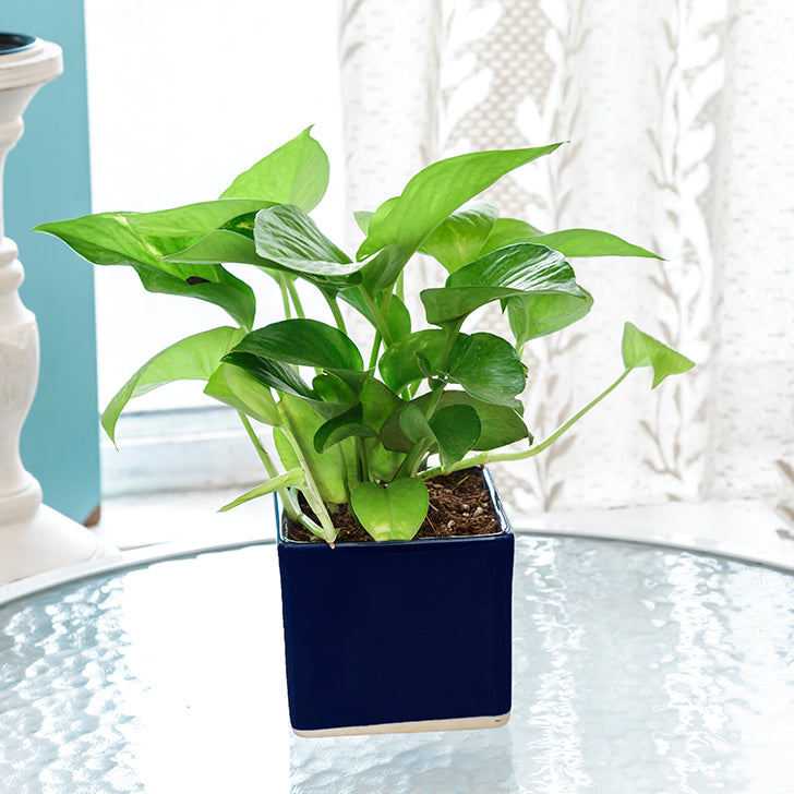Air Purifying & Oxygen Indoor Golden Pothos Plant with Blue Ceramic Pot