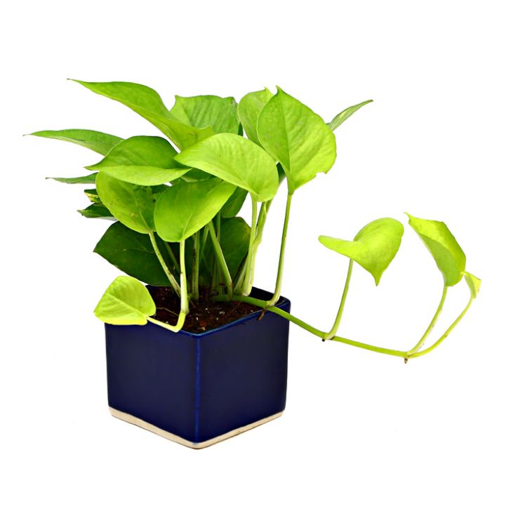 Air Purifying & Oxygen Indoor Golden Pothos Plant with Blue Ceramic Pot