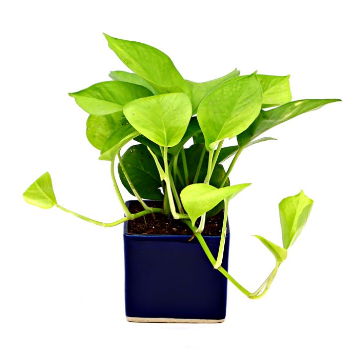 Air Purifying & Oxygen Indoor Golden Pothos Plant with Blue Ceramic Pot