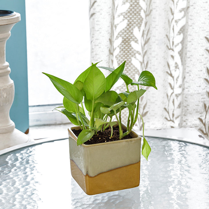 Exotic Green Air Purifying & Oxygen Indoor Golden Pothos Plant with German Brown Ceramic Pot