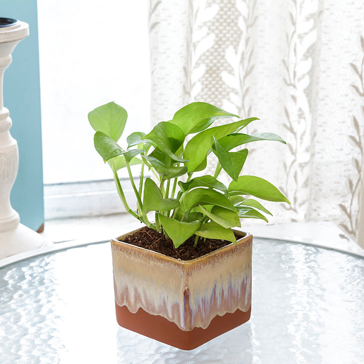 Exotic Green Air Purifying & Oxygen Indoor Golden Pothos Plant with German Brown Ceramic Pot