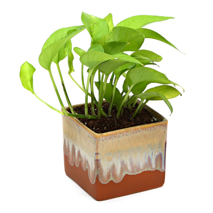 Exotic Green Air Purifying & Oxygen Indoor Golden Pothos Plant with German Brown Ceramic Pot