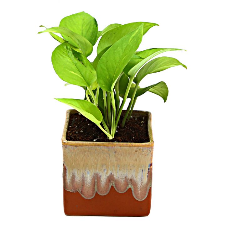 Exotic Green Air Purifying & Oxygen Indoor Golden Pothos Plant with German Brown Ceramic Pot