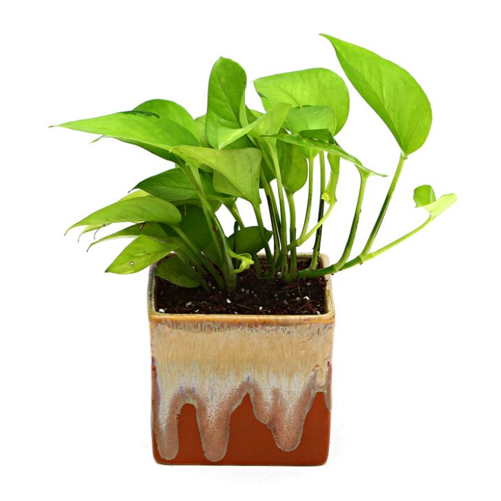 Exotic Green Air Purifying & Oxygen Indoor Golden Pothos Plant with German Brown Ceramic Pot