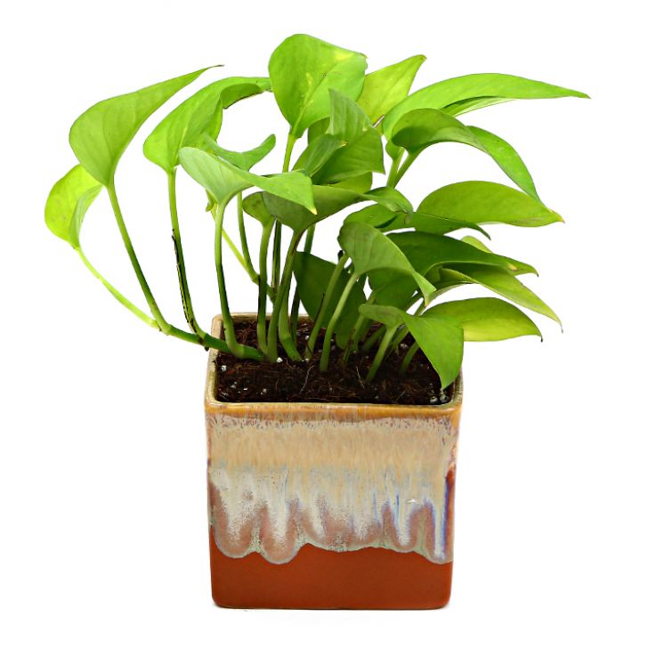 Exotic Green Air Purifying & Oxygen Indoor Golden Pothos Plant with German Brown Ceramic Pot