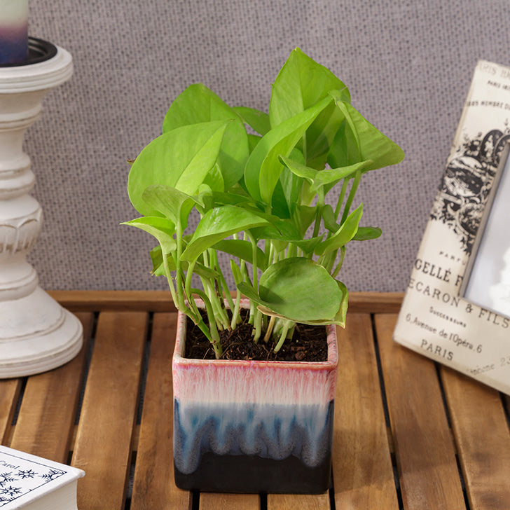 Exotic Green Air Purifying & Oxygen Indoor Golden Pothos Plant with German Brown Ceramic Pot