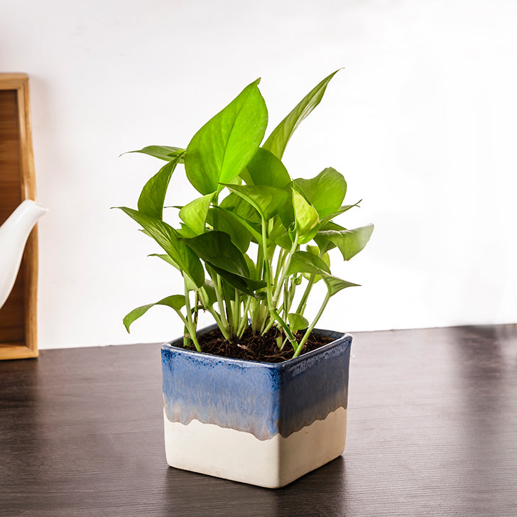 Exotic Green Air Purifying & Oxygen Indoor Golden Pothos Plant with German Brown Ceramic Pot