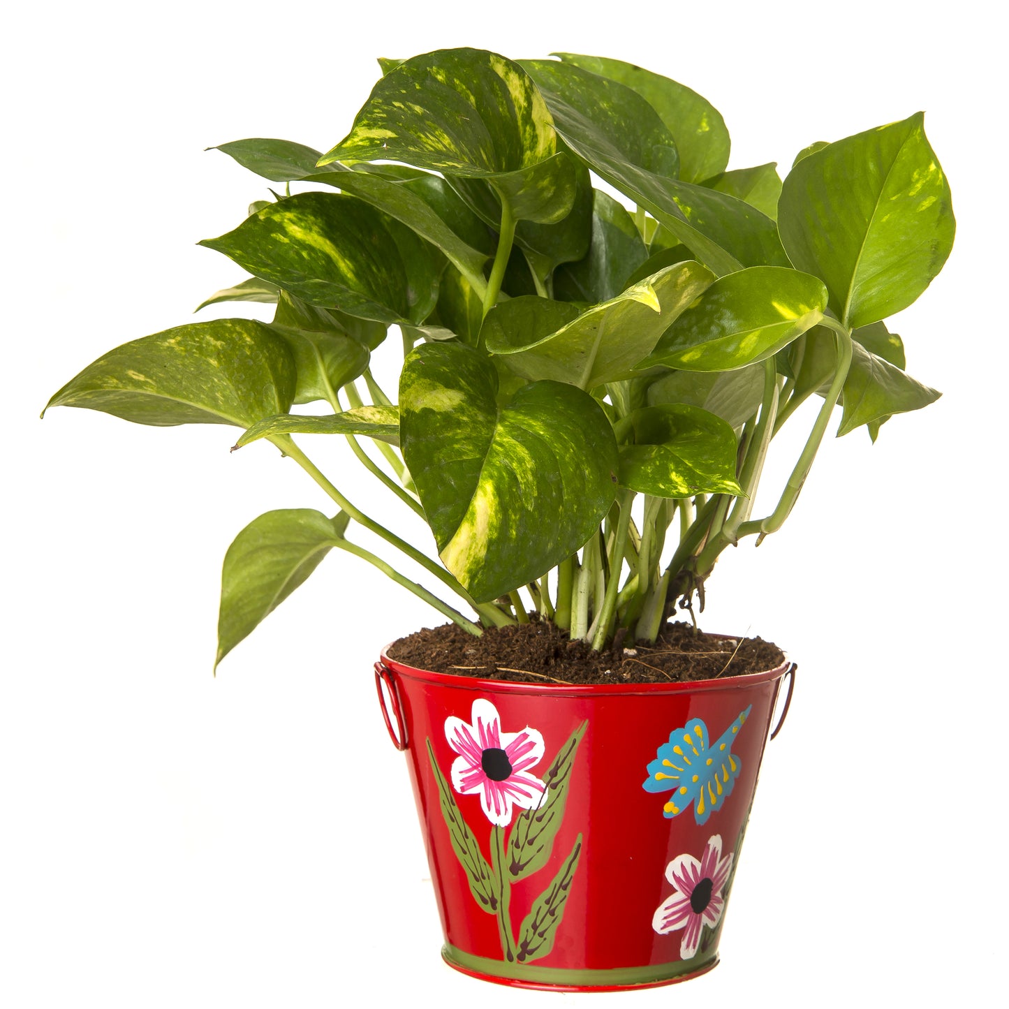 Exotic Green Beautiful Good Luck Indoor Money Plant with Floral Red Colour Metal Planter