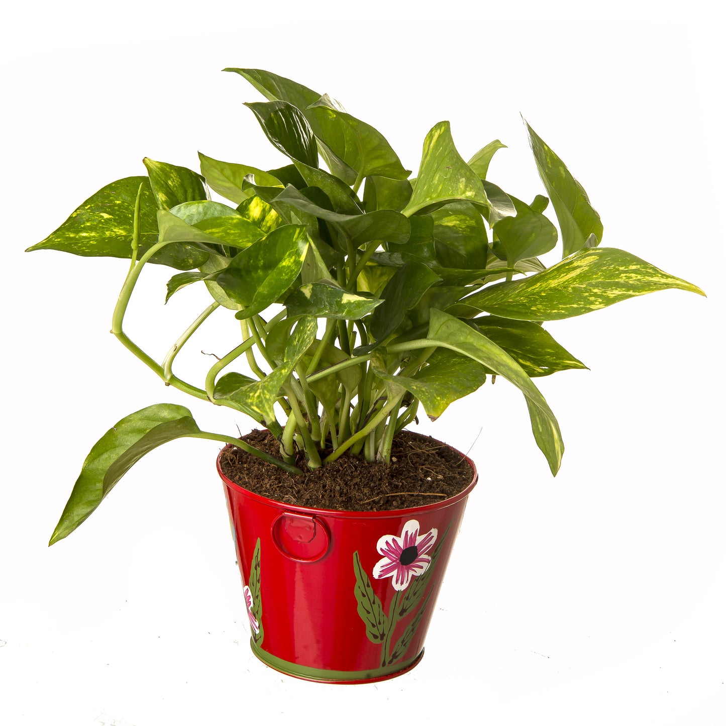 Exotic Green Beautiful Good Luck Indoor Money Plant with Floral Red Colour Metal Planter