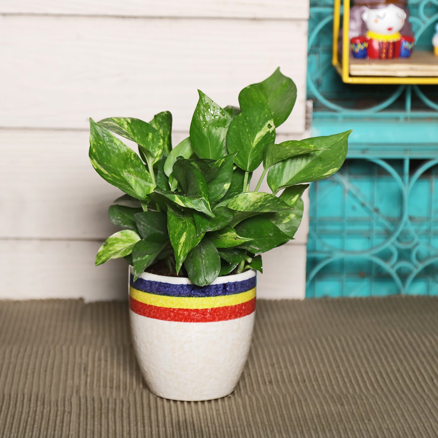 Exotic Green Beautiful Good Luck Indoor Money Plant with Red Studio Colour Ceramic Planter