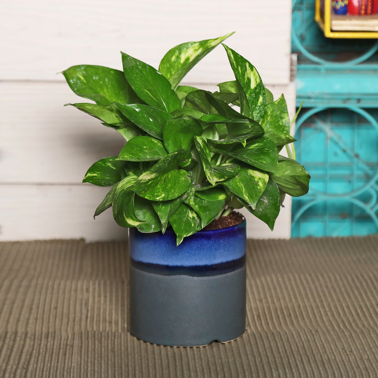 Exotic Green Beautiful Good Luck Indoor Money Plant with Red Studio Colour Ceramic Planter