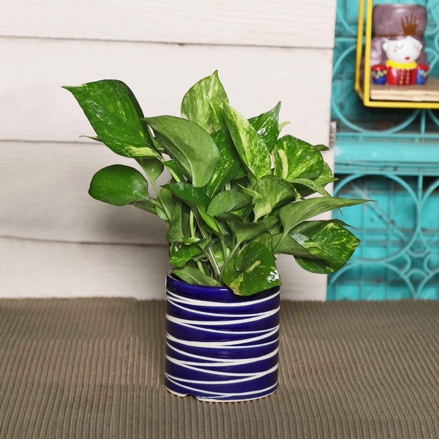 Exotic Green Beautiful Good Luck Indoor Money Plant with Red Studio Colour Ceramic Planter