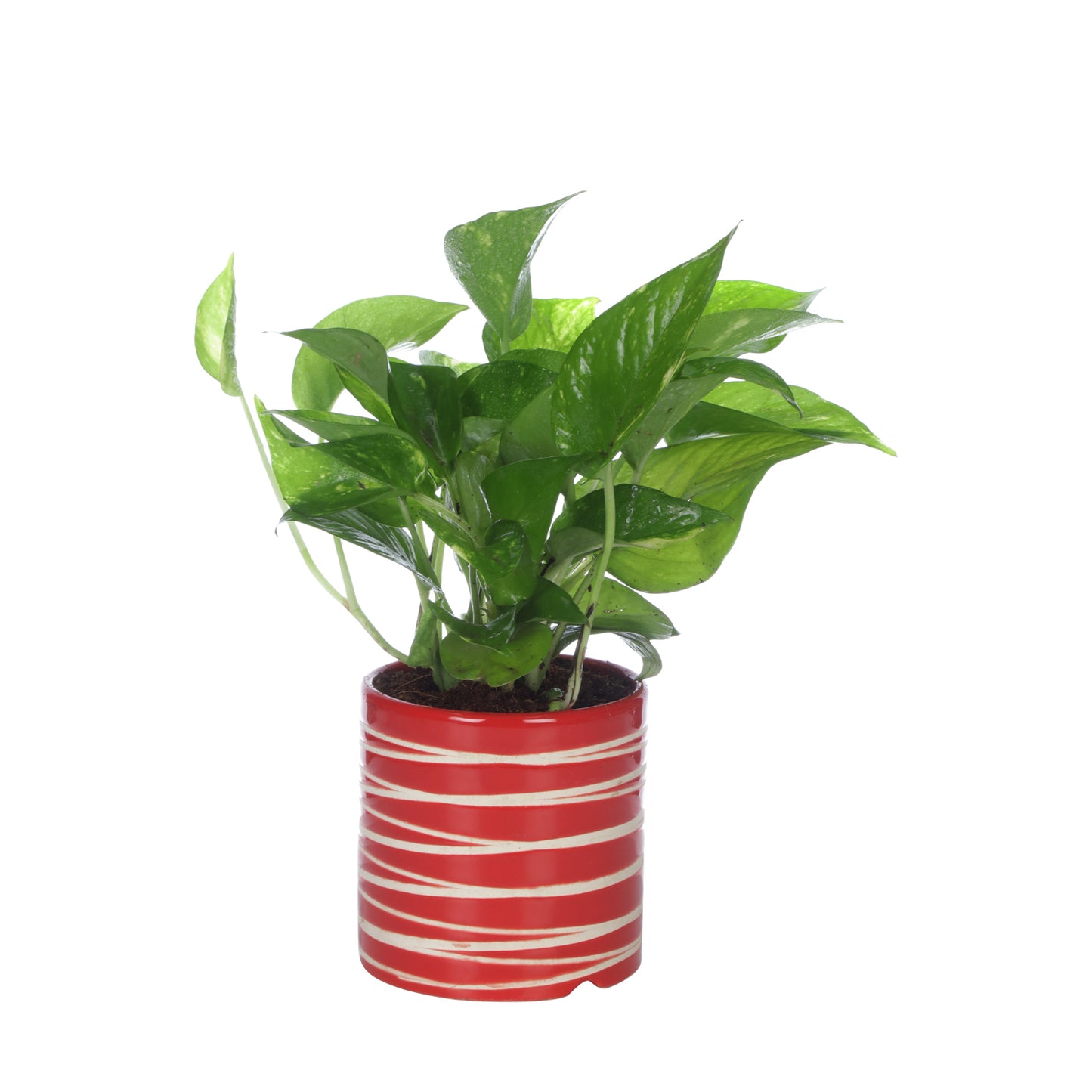 Exotic Green Beautiful Good Luck Indoor Money Plant with Red Studio Colour Ceramic Planter