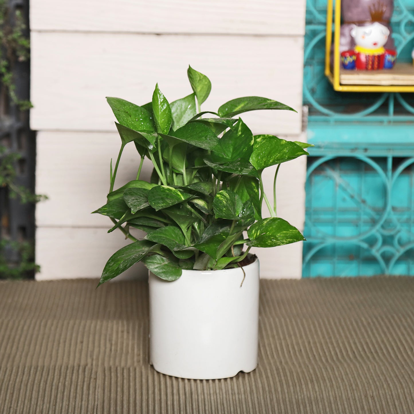 Exotic Green Beautiful Good Luck Indoor Money Plant with Red Studio Colour Ceramic Planter