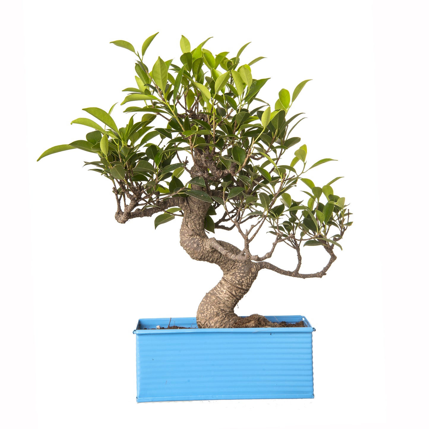 Exotic Green 6 Yr Old S Shape Ficus Bonsai Tree with Red Metal Pot