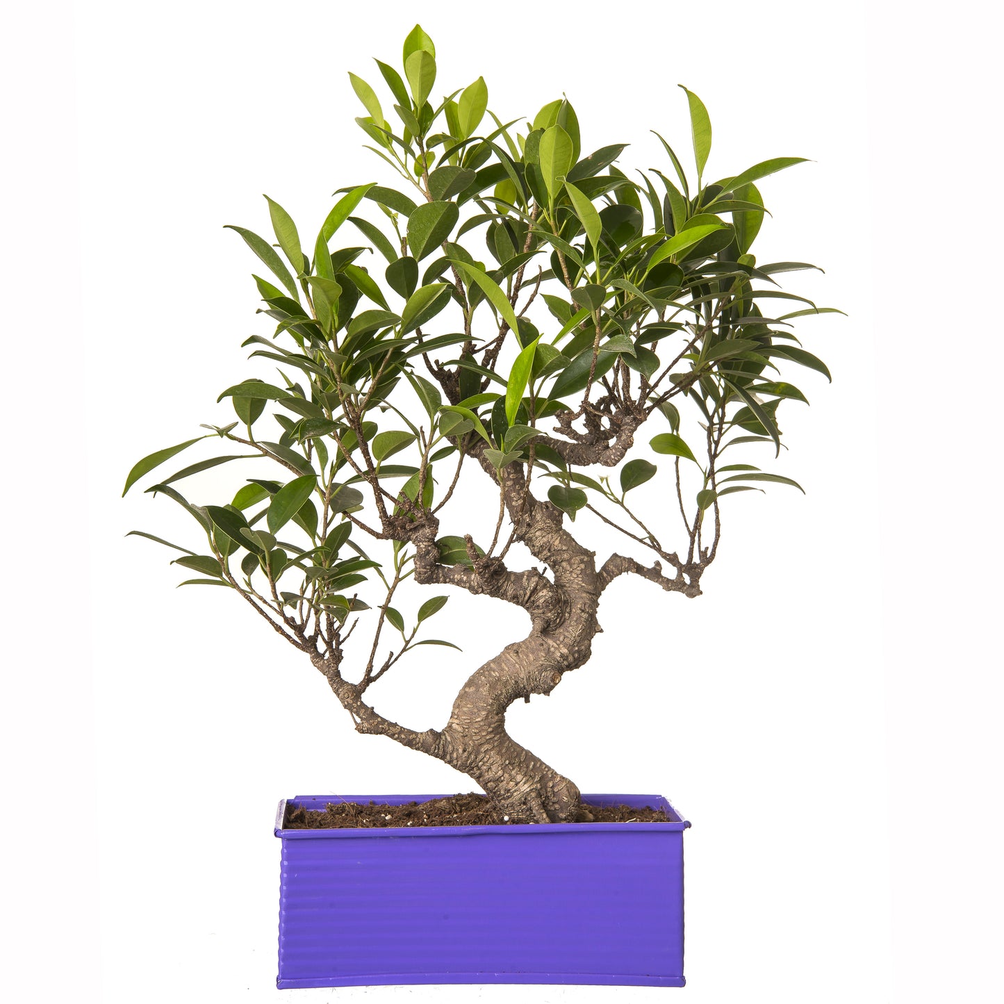 Exotic Green 6 Yr Old S Shape Ficus Bonsai Tree with Red Metal Pot