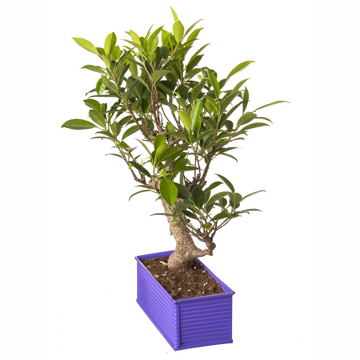Exotic Green 6 Yr Old S Shape Ficus Bonsai Tree with Red Metal Pot
