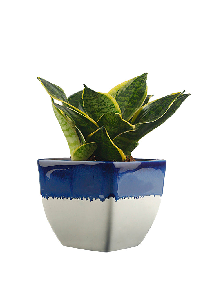 Exotic Green Amazing Indoor Air Purifying & Oxygen Sansevieria (Snake Plant) with White & Blue Colour Ceramic Pots