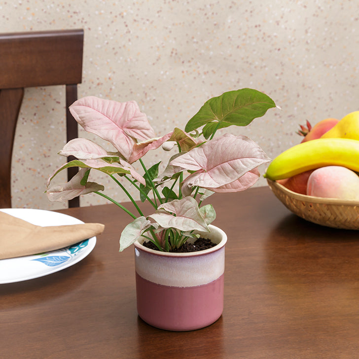 Exotic Green Beautiful Syngonium Pink Indoor Plant with Dual Barbie Pink Colour Ceramic Pot