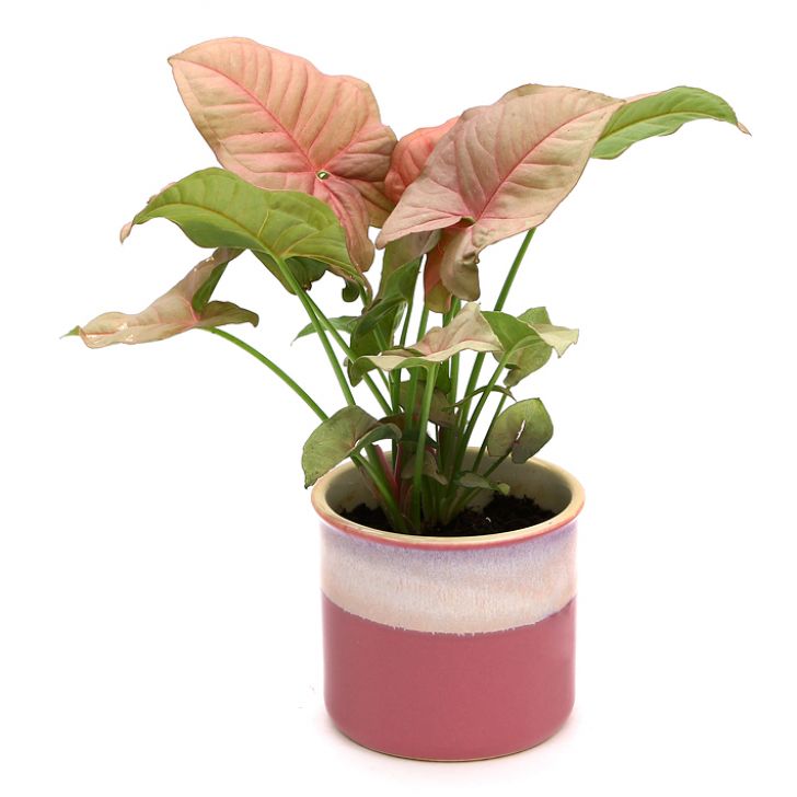 Exotic Green Beautiful Syngonium Pink Indoor Plant with Dual Barbie Pink Colour Ceramic Pot