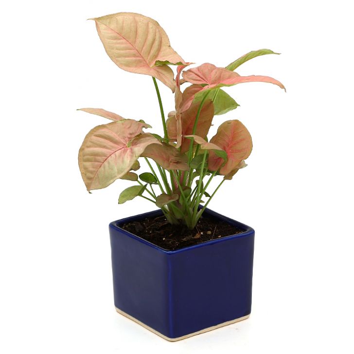 Exotic Green Beautiful Syngonium Pink Indoor Plant with Blue Colour Ceramic Pot