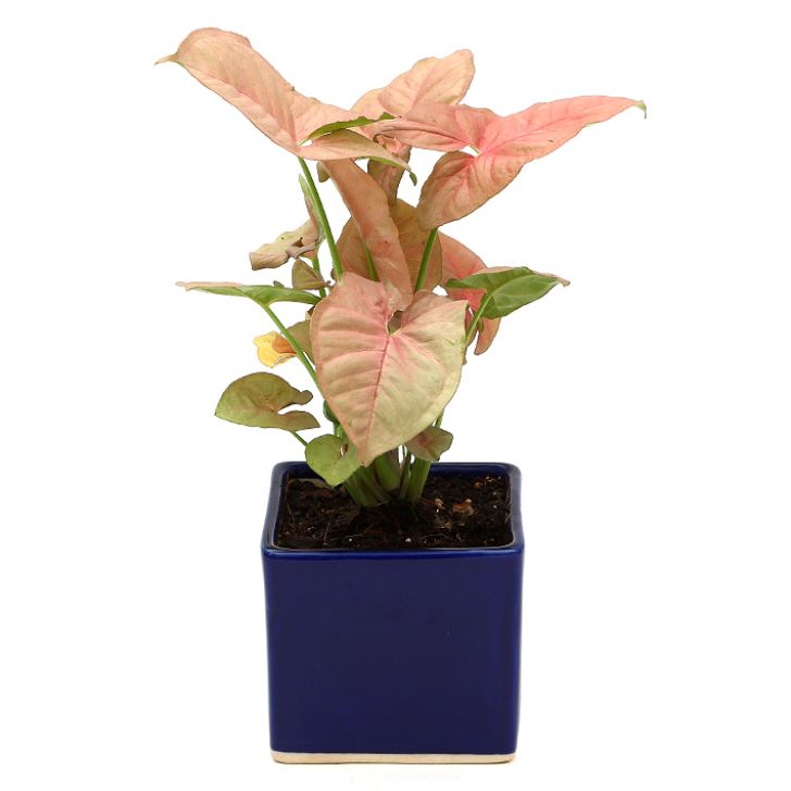 Exotic Green Beautiful Syngonium Pink Indoor Plant with Blue Colour Ceramic Pot