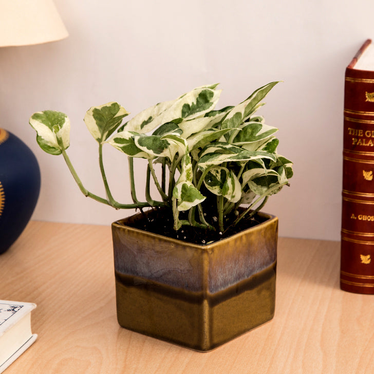 Exotic Green Air Purifying & Oxygen Indoor Pearl & Jade Pothos Plant with Choco Brown Pot