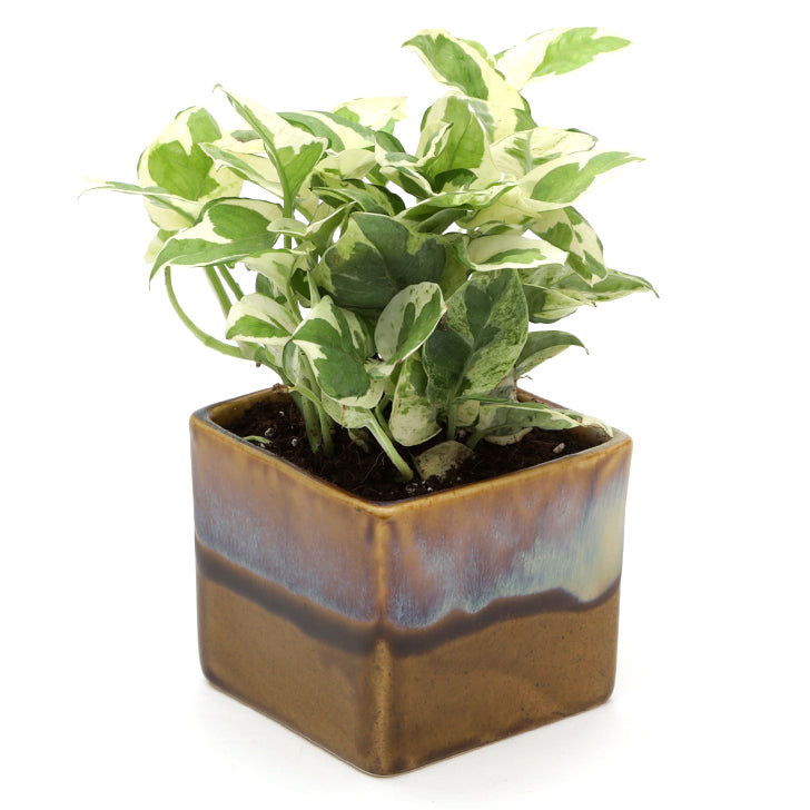 Exotic Green Air Purifying & Oxygen Indoor Pearl & Jade Pothos Plant with Choco Brown Pot