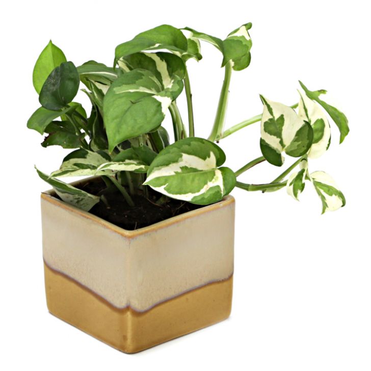 Exotic Green Air Purifying & Oxygen Indoor Pearl & Jade Pothos Plant with Cream & Cookie Pot