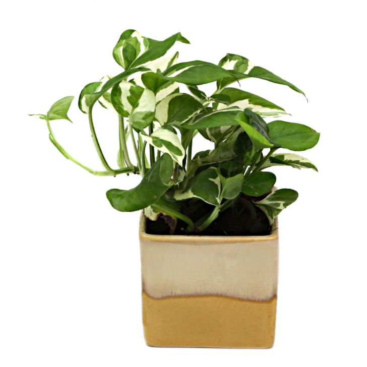 Exotic Green Air Purifying & Oxygen Indoor Pearl & Jade Pothos Plant with Cream & Cookie Pot