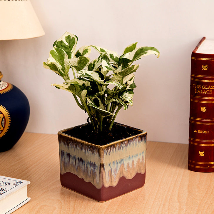 Exotic Green Air Purifying & Oxygen Indoor Pearl & Jade Pothos Plant with Choco Brown Pot