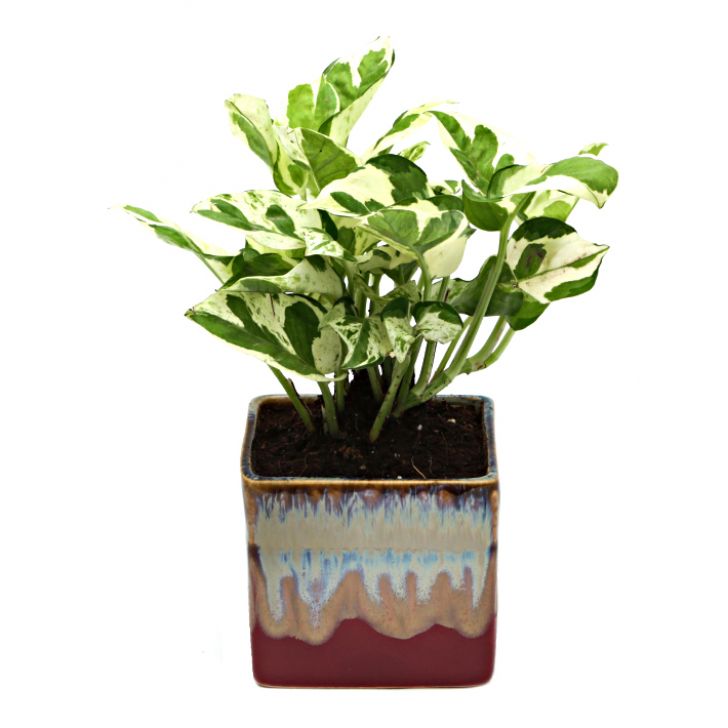 Exotic Green Air Purifying & Oxygen Indoor Pearl & Jade Pothos Plant with Choco Brown Pot