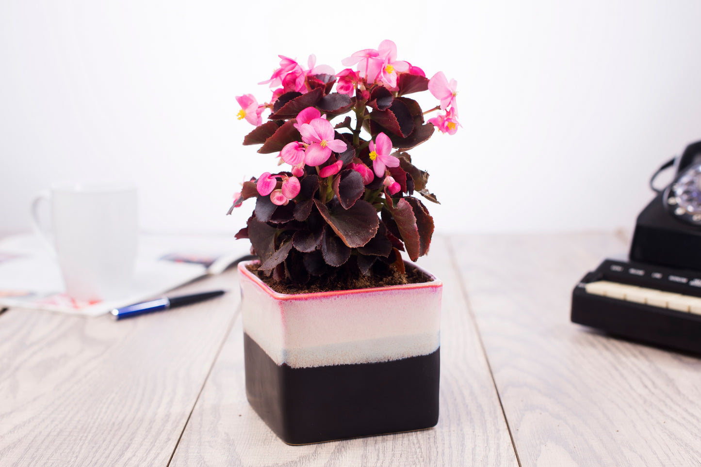 Exotic Green Dual Rainbow Black Colour Square Shape Ceramic Studio Pottery/ Planter/Pot for Indoor Plants