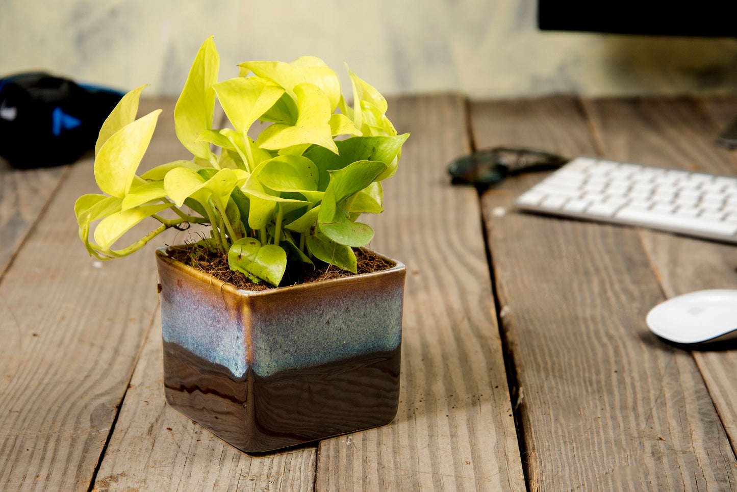 Exotic Green Dual Rainbow Black Colour Square Shape Ceramic Studio Pottery/ Planter/Pot for Indoor Plants