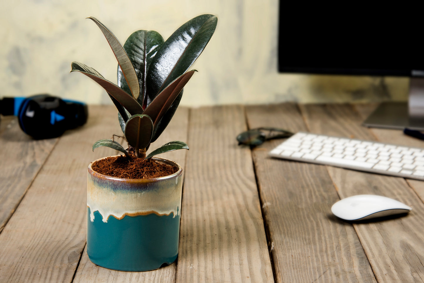 Exotic Green Matte Ceramic Pine Green Color Planter/ Pot for Live Plants