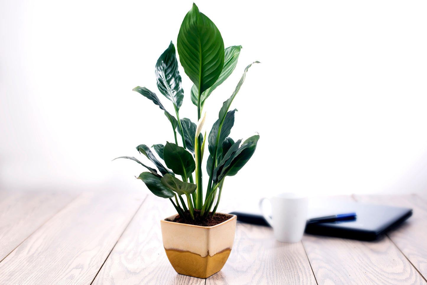 Exotic Green Dual English Purple Cubo Shape Ceramic Studio Pottery/ Planter/Pot for Indoor Plants