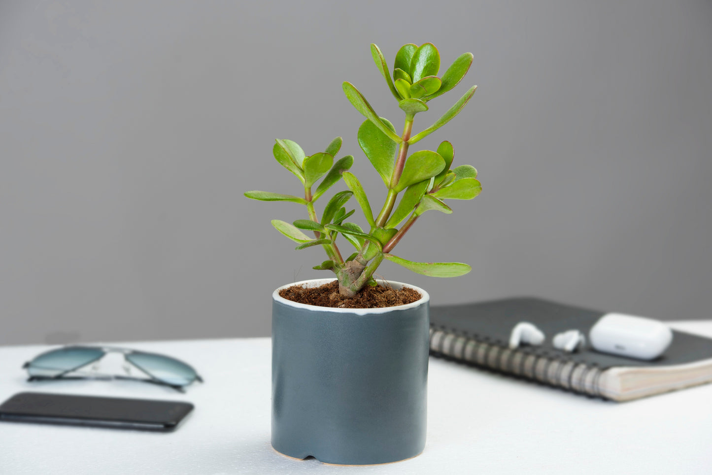 Exotic Green White Color Ceramic Planter/ Pot for Live Plants